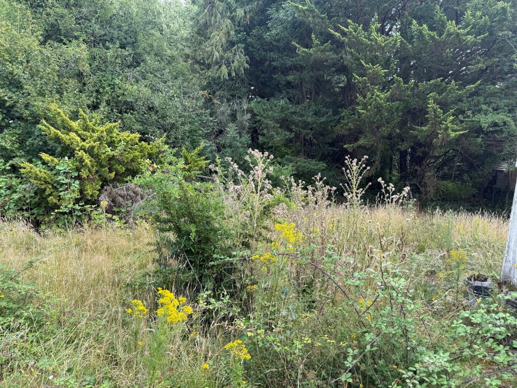 Lot: 159 - BUNGALOW WITH GARAGE AND GARDENS IN NEED OF MODERNISATION - Overgrown rear garden with trees and shrubs
